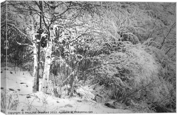 Winter Birch Trees in Black and White with Snow Canvas Print by PAULINE Crawford