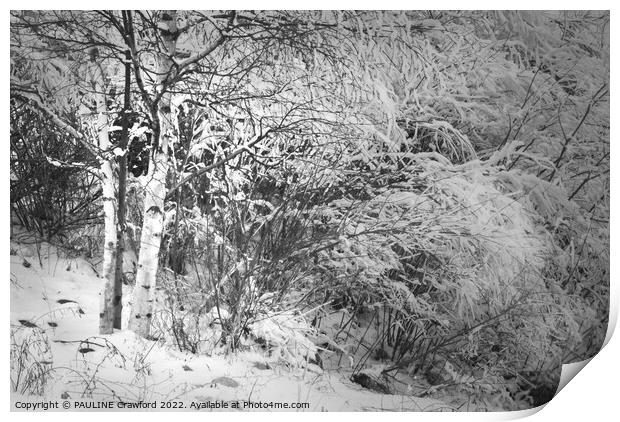 Winter Birch Trees in Black and White with Snow Print by PAULINE Crawford