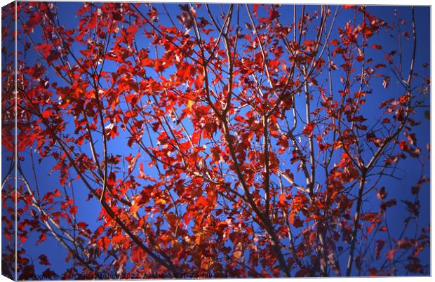 Fall Maple Leaves Red Tree Leaves Canvas Print by PAULINE Crawford
