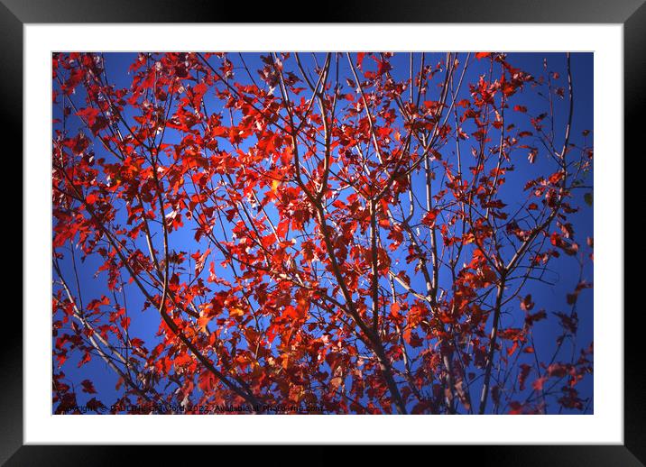 Fall Maple Leaves Red Tree Leaves Framed Mounted Print by PAULINE Crawford