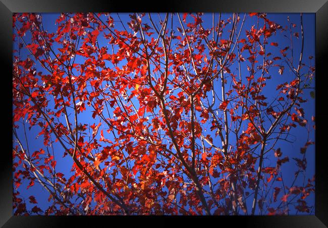 Fall Maple Leaves Red Tree Leaves Framed Print by PAULINE Crawford