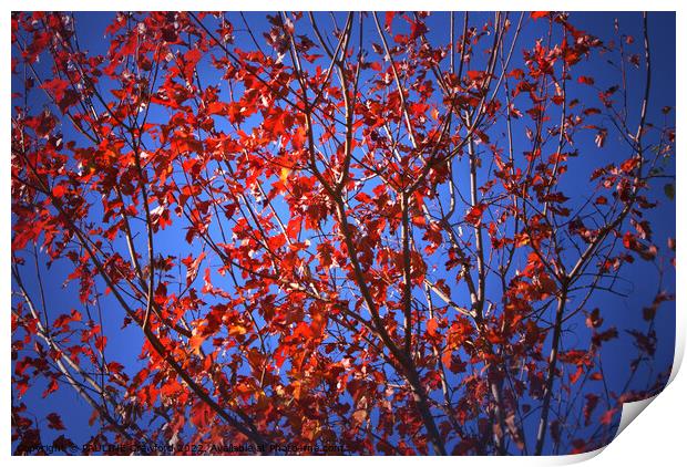 Fall Maple Leaves Red Tree Leaves Print by PAULINE Crawford