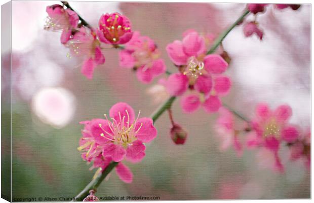 Cherry Blossom  Canvas Print by Alison Chambers