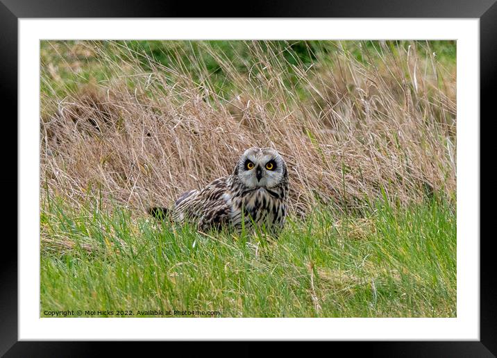 Short eared Owl in Meadow Framed Mounted Print by Moi Hicks