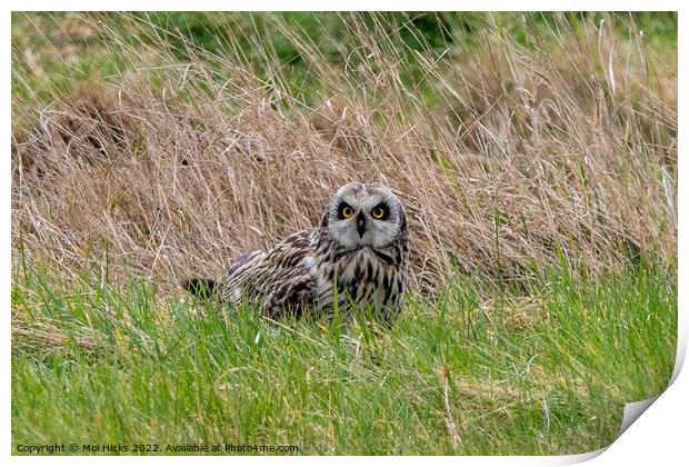 Short eared Owl in Meadow Print by Moi Hicks