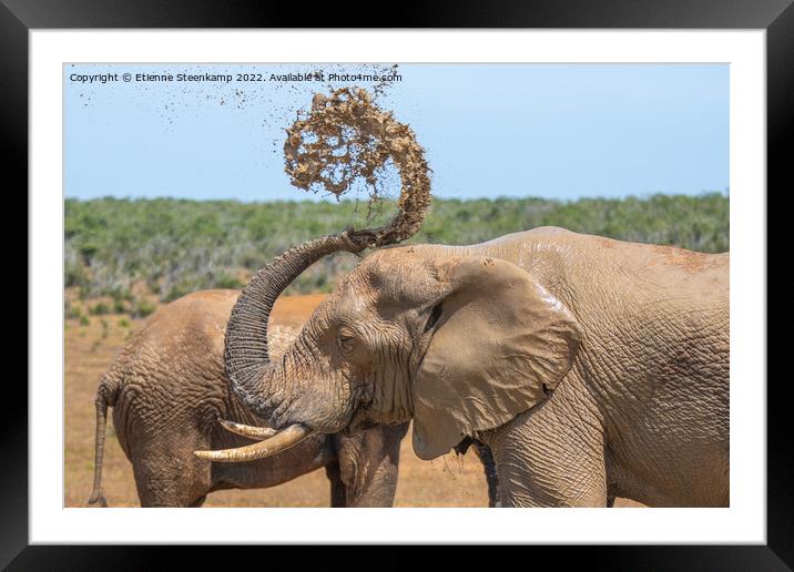 Elephant spraying water Framed Mounted Print by Etienne Steenkamp