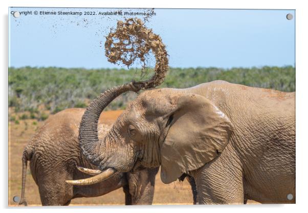 Elephant spraying water Acrylic by Etienne Steenkamp