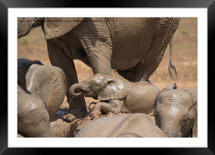 Baby Elephant Framed Mounted Print by Etienne Steenkamp