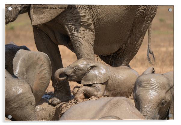 Baby Elephant Acrylic by Etienne Steenkamp