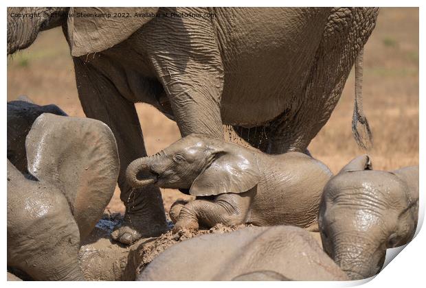 Baby Elephant Print by Etienne Steenkamp