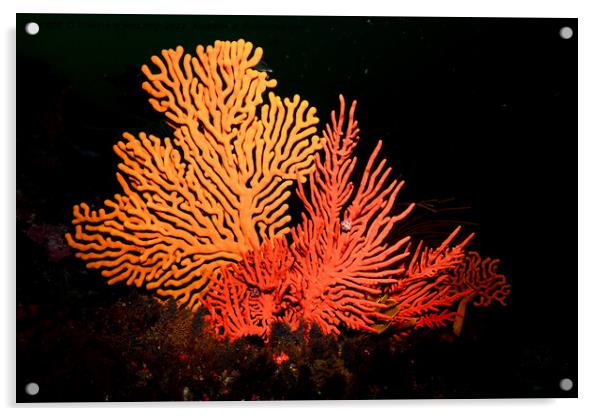 Sea fans Acrylic by Etienne Steenkamp