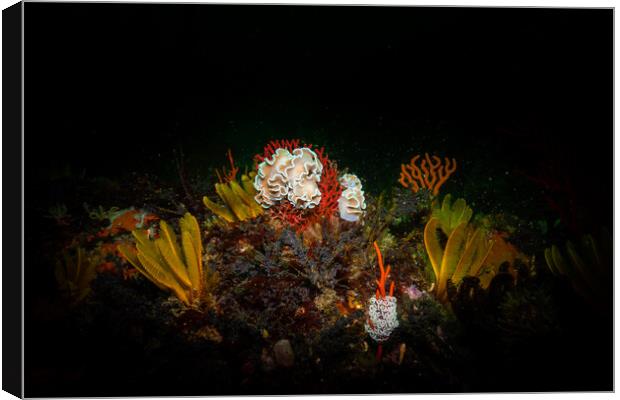 Underwater scene Canvas Print by Etienne Steenkamp