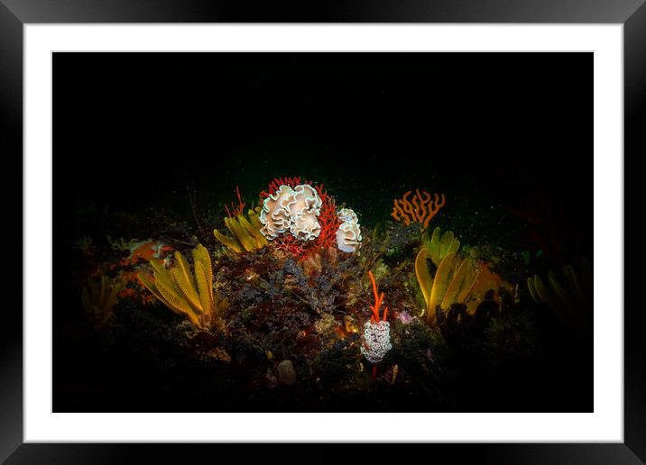 Underwater scene Framed Mounted Print by Etienne Steenkamp