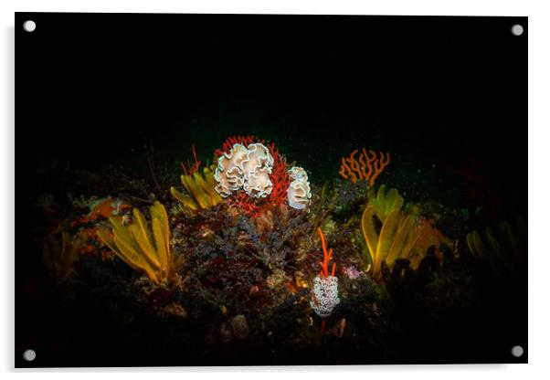 Underwater scene Acrylic by Etienne Steenkamp