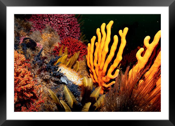Coral and nudibranch Framed Mounted Print by Etienne Steenkamp