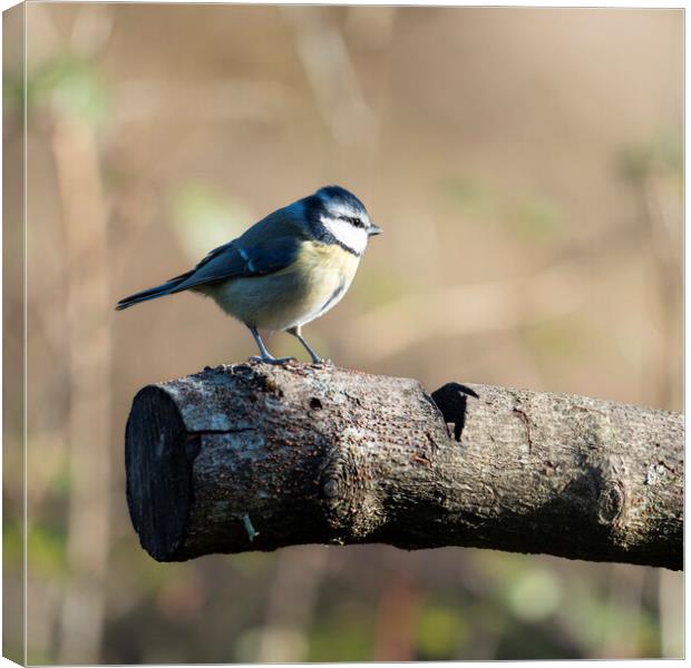 A BlueTit perched on a log Canvas Print by Anthony Hart