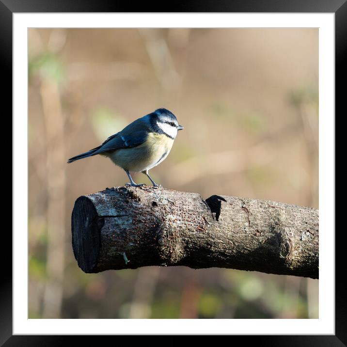 A BlueTit perched on a log Framed Mounted Print by Anthony Hart