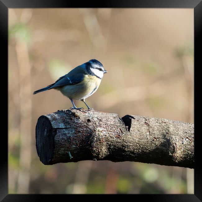 A BlueTit perched on a log Framed Print by Anthony Hart