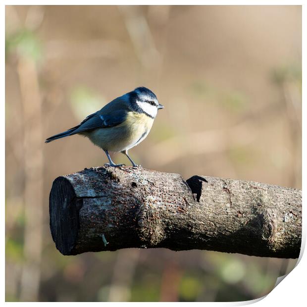A BlueTit perched on a log Print by Anthony Hart