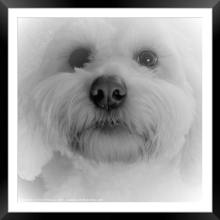White Fluffy Puppy Dog Framed Mounted Print by Errol D'Souza