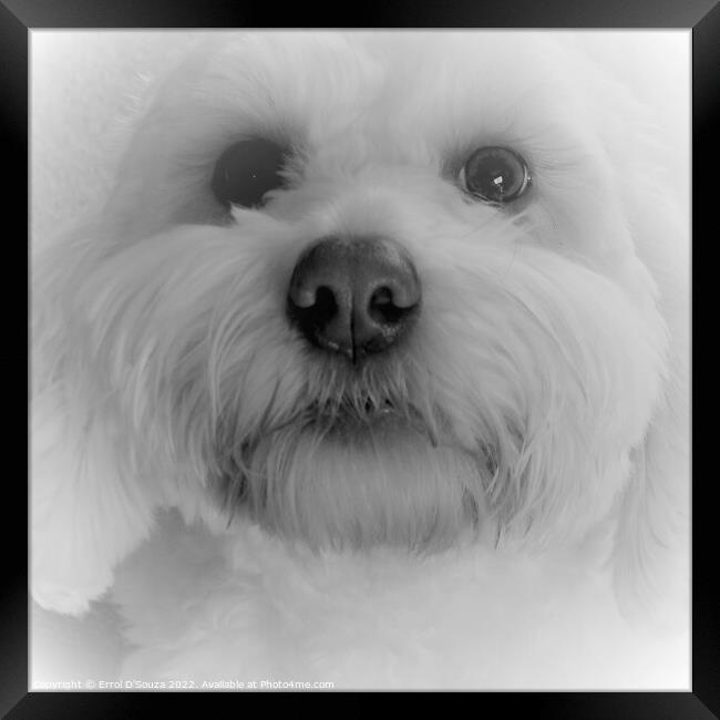 White Fluffy Puppy Dog Framed Print by Errol D'Souza