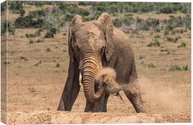 Elephant spraying dust Canvas Print by Etienne Steenkamp