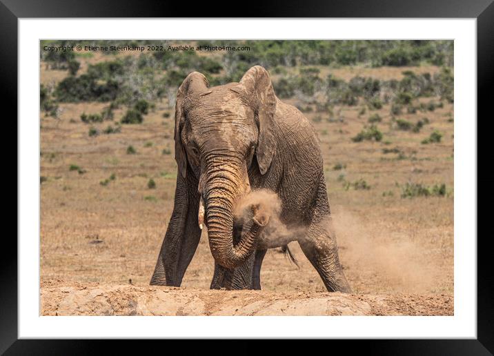 Elephant spraying dust Framed Mounted Print by Etienne Steenkamp