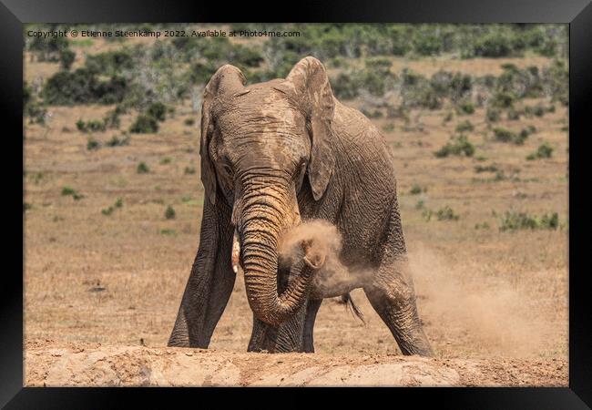 Elephant spraying dust Framed Print by Etienne Steenkamp