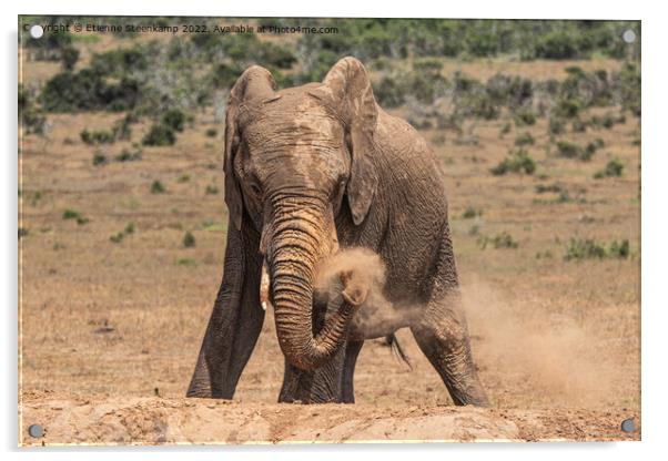 Elephant spraying dust Acrylic by Etienne Steenkamp
