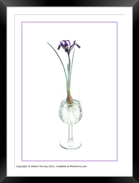 Iris Spot On in a glass. Framed Mounted Print by Robert Murray