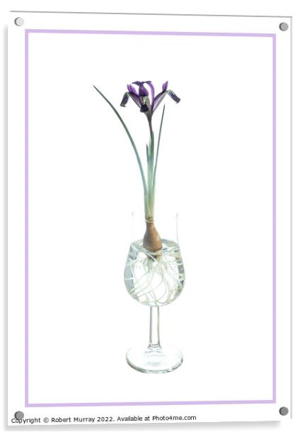 Iris Spot On in a glass. Acrylic by Robert Murray