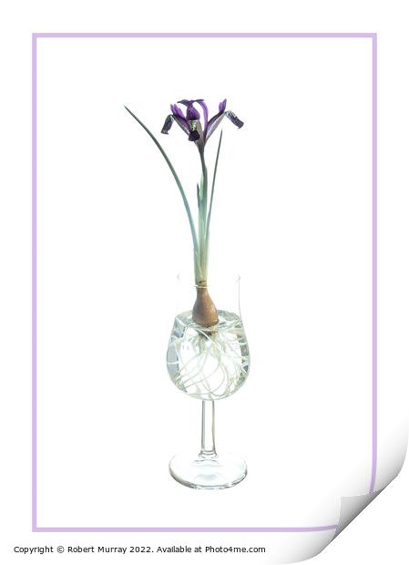 Iris Spot On in a glass. Print by Robert Murray