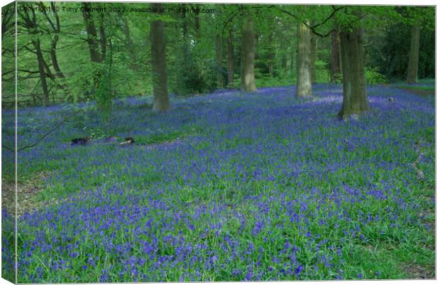 Blue Bells Canvas Print by Tony Clement