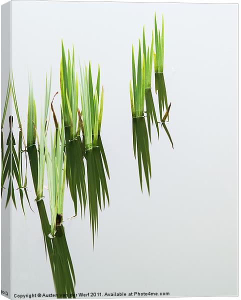 Reeds in pond 2 Canvas Print by Austen van der Werf