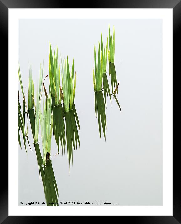 Reeds in pond 2 Framed Mounted Print by Austen van der Werf