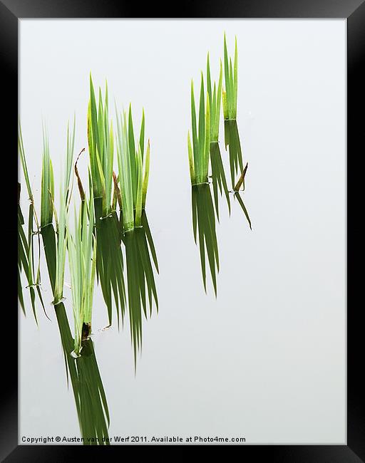 Reeds in pond 2 Framed Print by Austen van der Werf