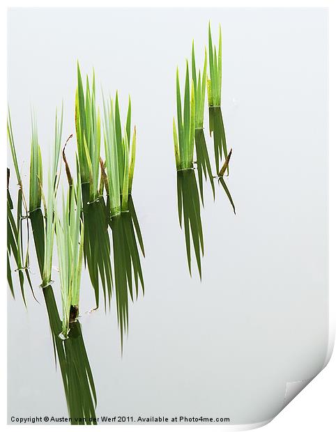 Reeds in pond 2 Print by Austen van der Werf