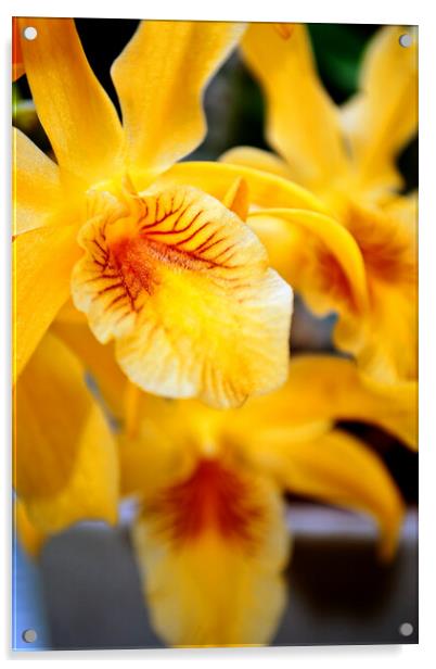 Yellow Orchid Flower Flowering Plant Acrylic by Andy Evans Photos