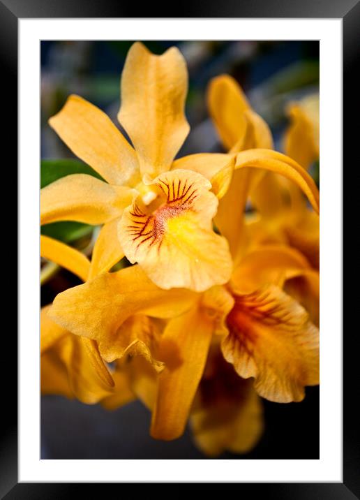 Yellow Orchid Flower Flowering Plant Framed Mounted Print by Andy Evans Photos