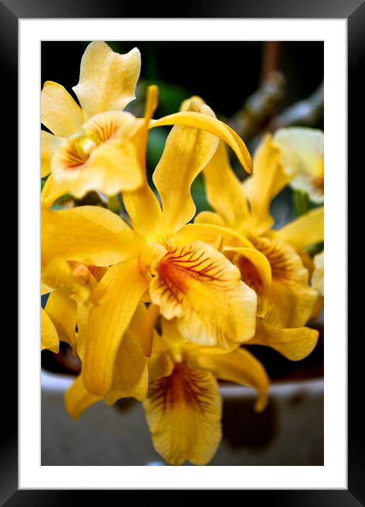 Yellow Orchid Flower Flowering Plant Framed Mounted Print by Andy Evans Photos