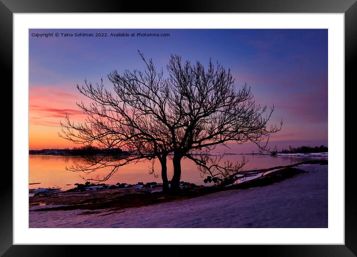 Seaside Tree at March Sunrise Framed Mounted Print by Taina Sohlman