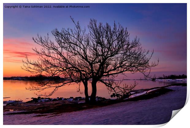Seaside Tree at March Sunrise Print by Taina Sohlman