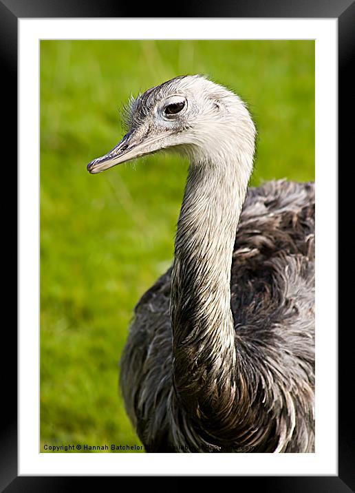 Ostrich Portrait Framed Mounted Print by Hannah Batchelor