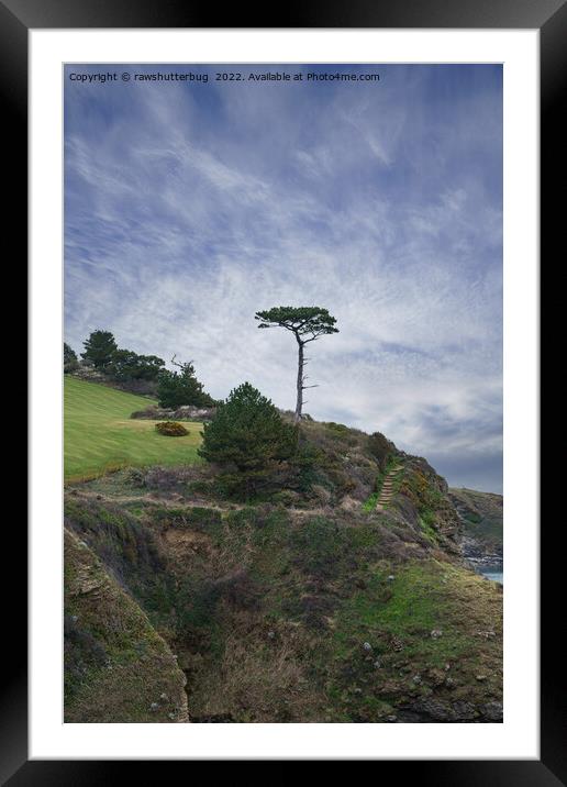 Single Tree At Thatcher Rock Framed Mounted Print by rawshutterbug 