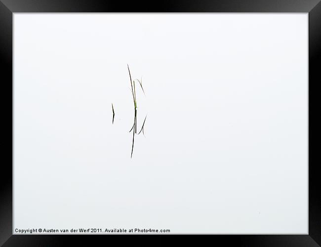 Reeds in pond 3 Framed Print by Austen van der Werf