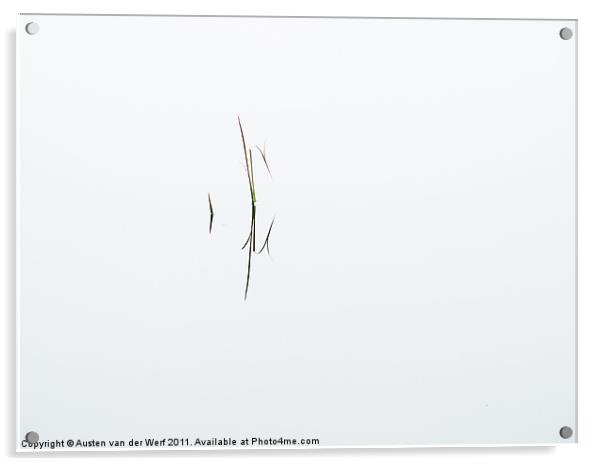 Reeds in pond 3 Acrylic by Austen van der Werf