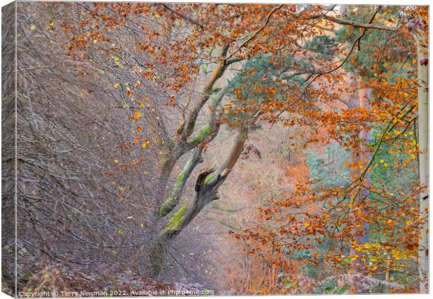Enchanted Autumn Forest Canvas Print by Terry Newman