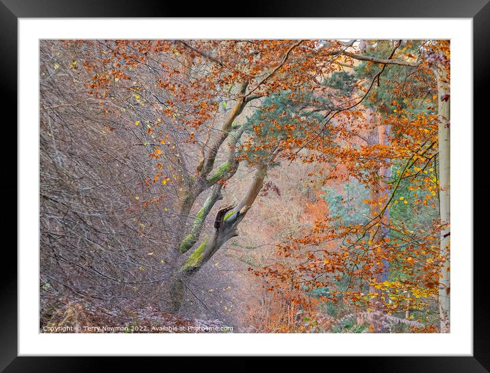 Enchanted Autumn Forest Framed Mounted Print by Terry Newman