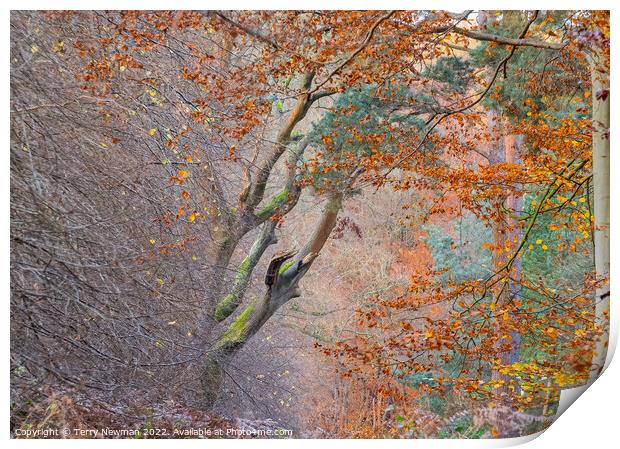 Enchanted Autumn Forest Print by Terry Newman