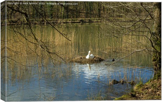 Swan sitting on nest Cannop Ponds Forest of Dean  Canvas Print by Nick Jenkins